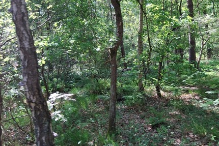 Waldfläche Nahe Gifhorn zimmer