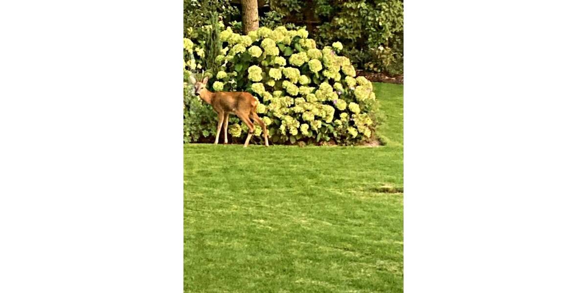 Einfamilienhaus Braunschweig / Querumer Forst Querum - 6 Zimmer, 278 m&sup2;, 1.790.000&euro; | Angebot:25690574