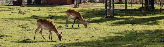 Wildpark Christianental