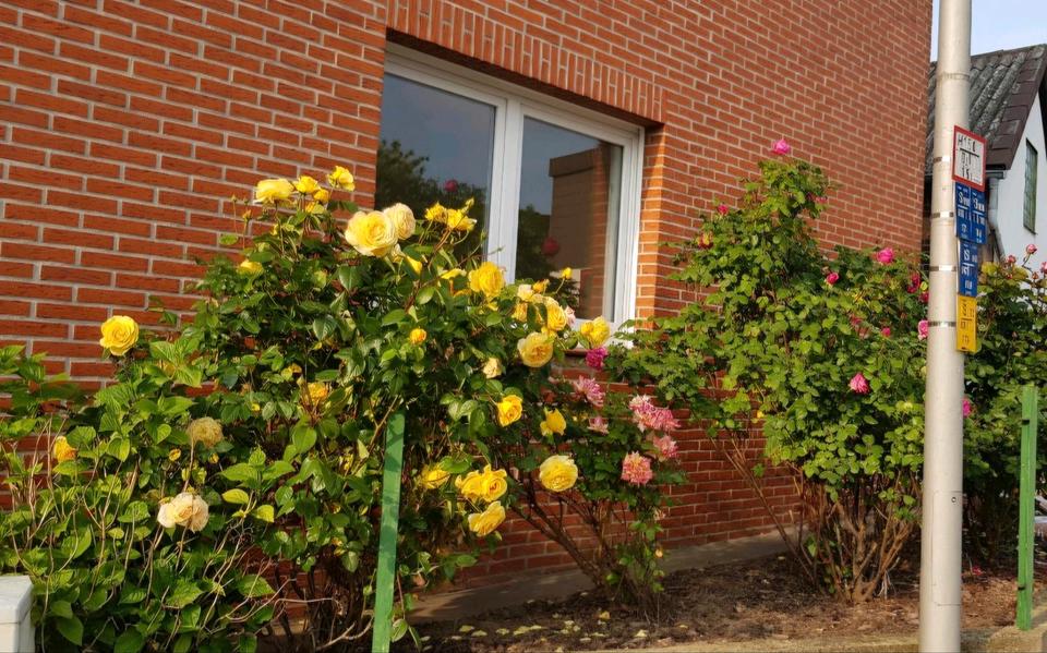 Erdgeschoßwohnung Braunschweig Südstadt- Rautheim- Mascherode - 3 Zimmer, 79 m&sup2;, 600&euro; | Angebot:25026864