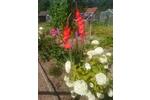 Grundstück Braunschweig Östliches Ringgebiet - 1.750&euro; | Angebot:26048459