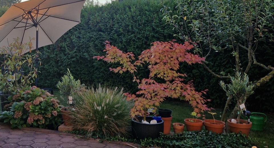 Einfamilienhaus EFH Peine Schwicheldt 4 Zimmer mit Grundstück zimmer