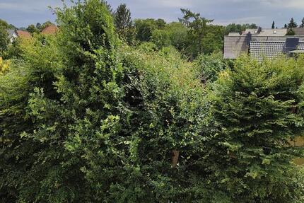 Wohnung Braunschweig Nordstadt - 3 Zimmer, 70 m&sup2;, 720&euro; | Angebot:24841349