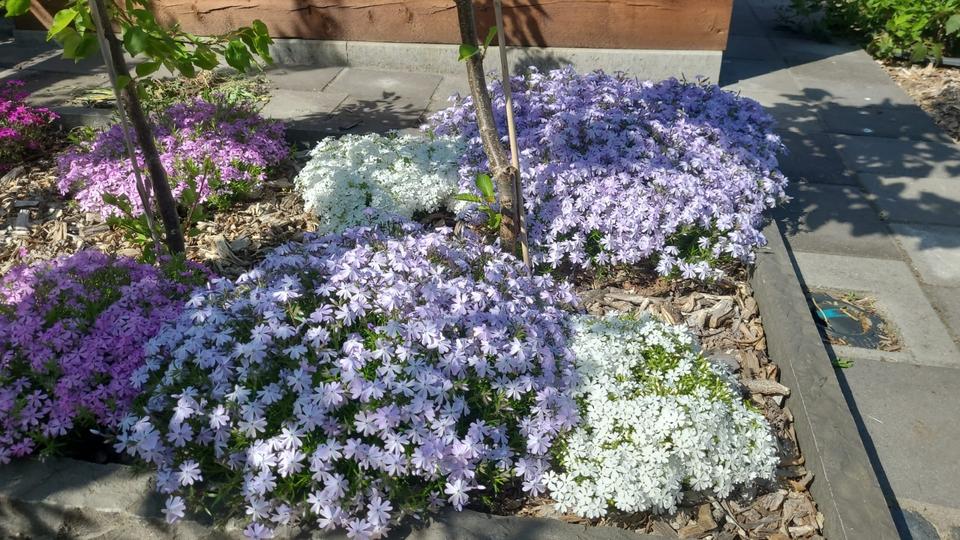 Reihenhaus Wolfsburg Alt-Wolfsburg - 4 Zimmer, 84 m&sup2;, 299.000&euro; | Angebot:25640646